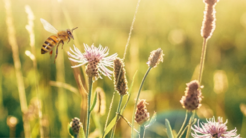 Pré fleuri et abeille